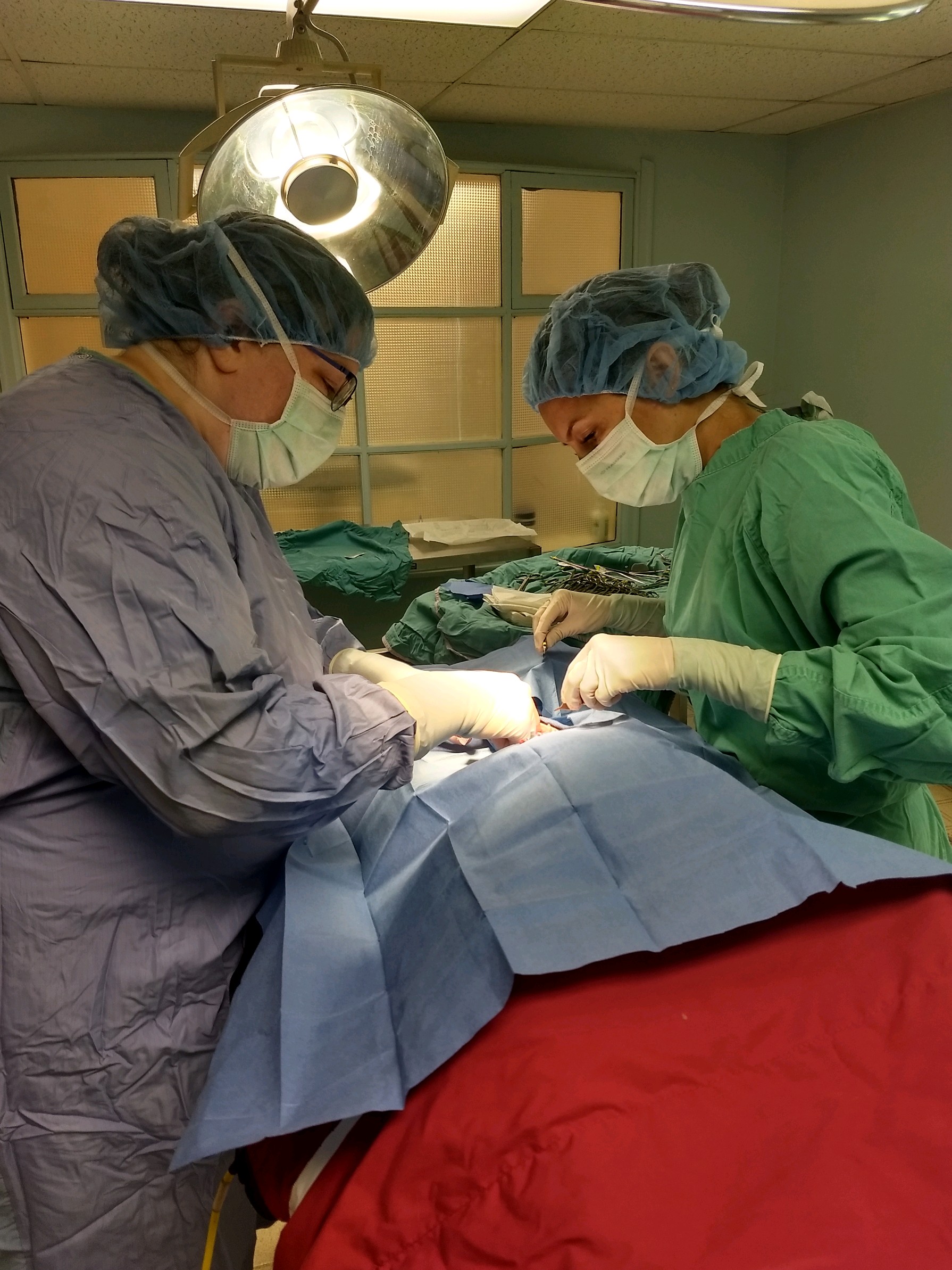 Dr. DiBoot mentoring a veterinary student in surgery